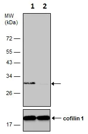 Western blot - Anti-Bcl10 antibody (AB227206)