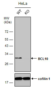 Western blot - Anti-Bcl10 antibody (AB227206)