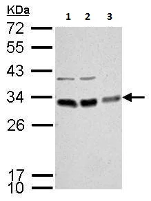 Western blot - Anti-Bcl10 antibody (AB227206)