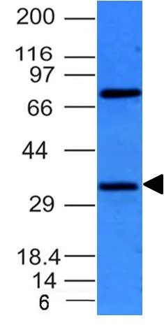 Western blot - Anti-Bcl10 antibody [BL10/411] (AB199011)