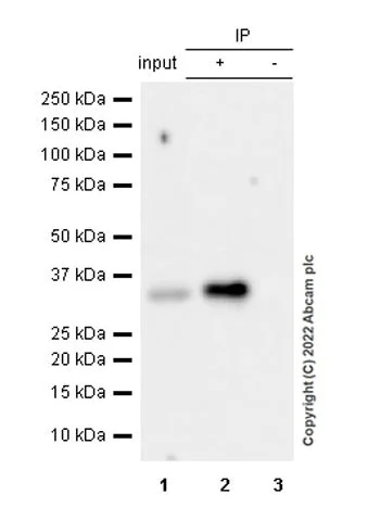 Immunoprecipitation - Anti-Bcl10 antibody [ep605y] - BSA and Azide free (AB189218)