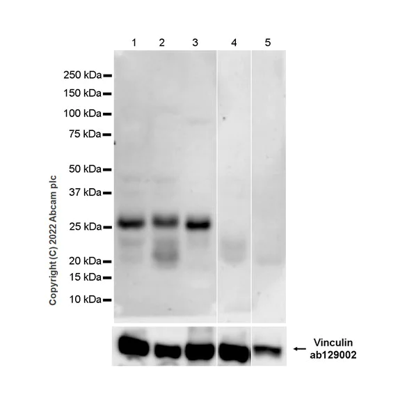 Western blot - Anti-Bcl10 antibody [ep605y] - BSA and Azide free (AB189218)