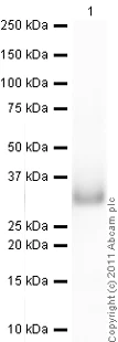 Western blot - Anti-Bcl10 antibody [EP606Y] (AB33905)