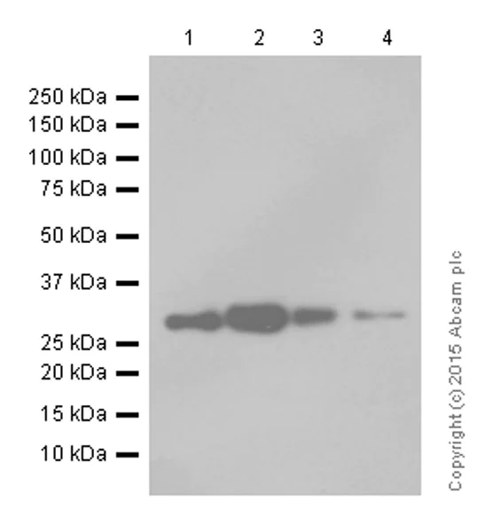 Western blot - Anti-Bcl10 antibody [EP606Y] (AB33905)