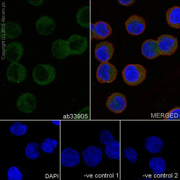 Immunocytochemistry/ Immunofluorescence - Anti-Bcl10 antibody [EP606Y] - BSA and Azide free (AB189219)