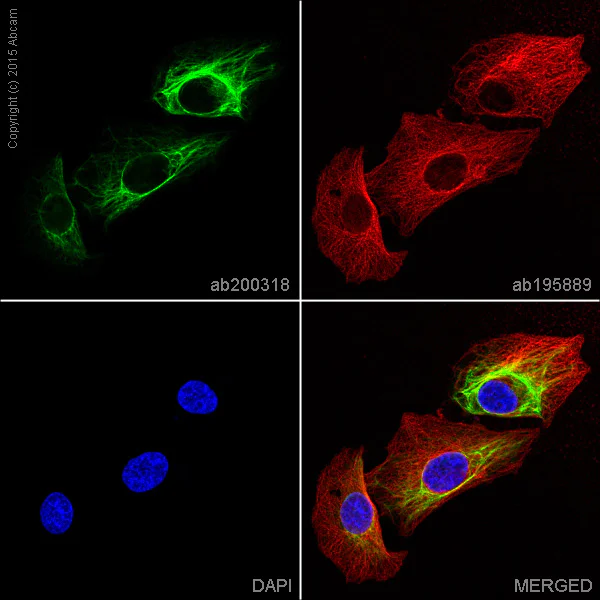 Immunocytochemistry/ Immunofluorescence - Anti-Bcl10 antibody [EP606Y] - BSA and Azide free (AB189219)