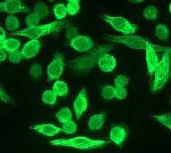 Immunocytochemistry/ Immunofluorescence - Anti-Bcl10 antibody [EP606Y] - BSA and Azide free (AB189219)