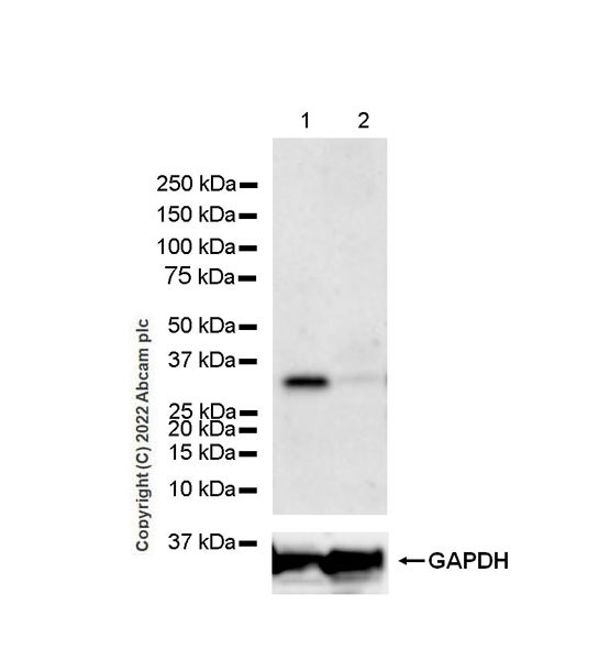 Western blot - Anti-Bcl10 antibody [EPR26560-101] - BSA and Azide free (AB302620), expandable thumbnail