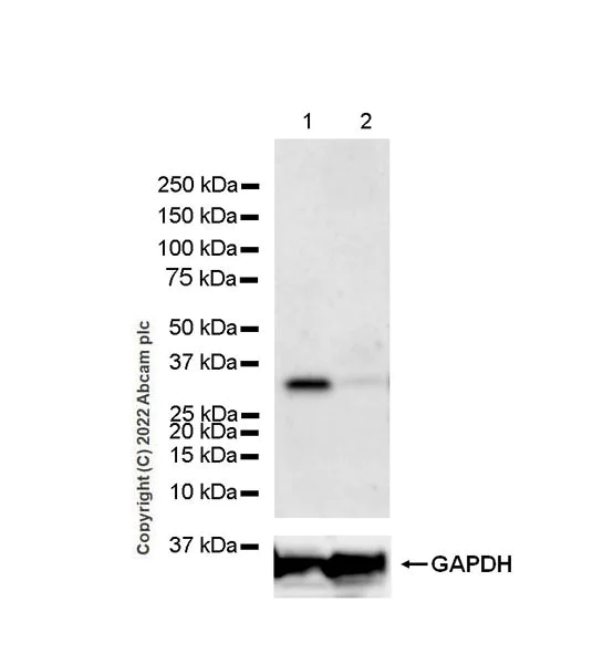 Western blot - Anti-Bcl10 antibody [EPR26560-101] - BSA and Azide free (AB302620)