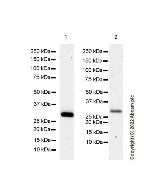 Western blot - Anti-Bcl10 antibody [EPR26560-101] - BSA and Azide free (AB302620), expandable thumbnail
