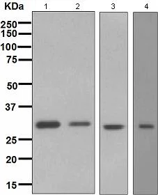 Western blot - Anti-Bcl10 antibody [EPR3175] - BSA and Azide free (AB247632)