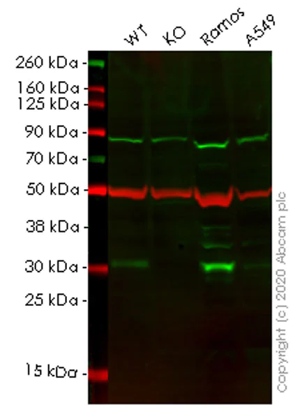 Western blot - Anti-Bcl10 antibody [EPR8587] (AB150380)
