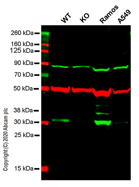 Western blot - Anti-Bcl10 antibody [EPR8587] - BSA and Azide free (AB248953), expandable thumbnail