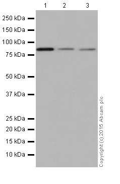 Western blot - Anti-Bcl2-L-13 antibody [EP10625] - BSA and Azide free (AB251397)