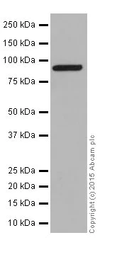 Western blot - Anti-Bcl2-L-13 antibody [EP10625] - BSA and Azide free (AB251397)