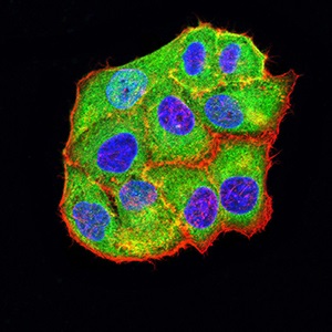 Immunocytochemistry/ Immunofluorescence - Anti-BCL2L10 antibody [8A2F9] (AB233641), expandable thumbnail
