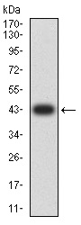 Western blot - Anti-BCL2L10 antibody [8A2F9] (AB233641), expandable thumbnail