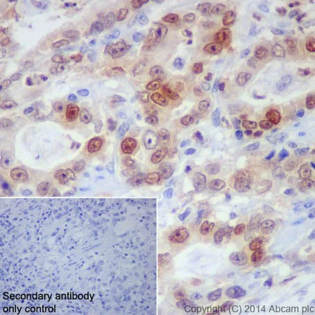 Immunohistochemistry (Formalin/PFA-fixed paraffin-embedded sections) - Anti-BCL2L15 antibody [EPR17873] (AB184932)