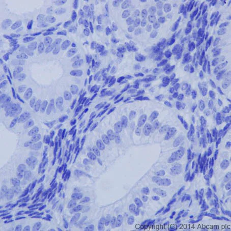 Immunohistochemistry (Formalin/PFA-fixed paraffin-embedded sections) - Anti-BCL2L15 antibody [EPR17873] (AB184932)