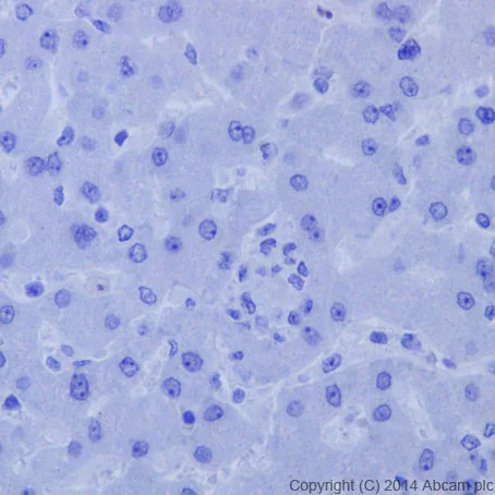 Immunohistochemistry (Formalin/PFA-fixed paraffin-embedded sections) - Anti-BCL2L15 antibody [EPR17873] (AB184932)