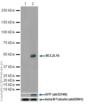 Western blot - Anti-BCL2L15 antibody [EPR17873] (AB184932)