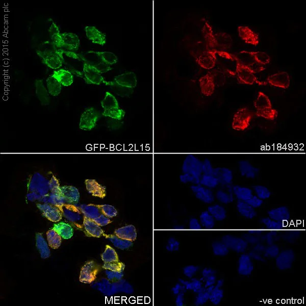 Immunocytochemistry/ Immunofluorescence - Anti-BCL2L15 antibody [EPR17873] - BSA and Azide free (AB271949)