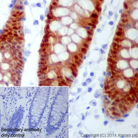 Immunohistochemistry (Formalin/PFA-fixed paraffin-embedded sections) - Anti-BCL2L15 antibody [EPR17873] - BSA and Azide free (AB271949)
