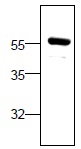 Western blot - Anti-Bcl3 antibody (AB27780)