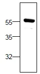 Western blot - Anti-Bcl3 antibody (AB27780)