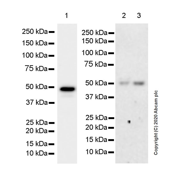 Western blot - Anti-Bcl3 antibody [EPR23835-115] - BSA and Azide free (AB278529)