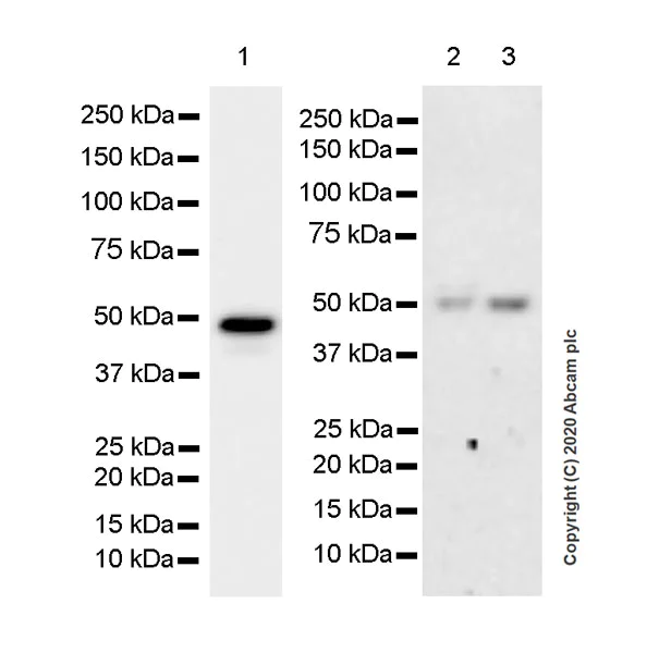 Western blot - Anti-Bcl3 antibody [EPR23835-115] - BSA and Azide free (AB278529)