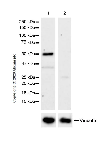 Western blot - Anti-Bcl3 antibody [EPR23835-115] - BSA and Azide free (AB278529)