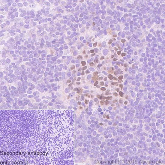 Immunohistochemistry (Formalin/PFA-fixed paraffin-embedded sections) - Anti-Bcl6 antibody [7D1] - BSA and Azide free (AB252245)