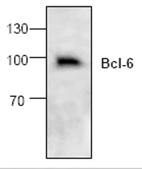 Anti-Bcl6 antibody (ab19011) | Abcam