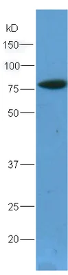 Western blot - Anti-Bcl6 antibody (AB203619)
