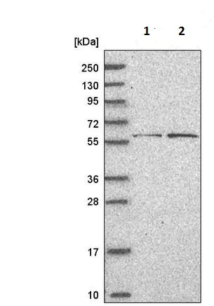 Western blot - Anti-Bcl6 antibody (AB220092)