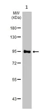 Western blot - Anti-Bcl6 antibody (AB272859)