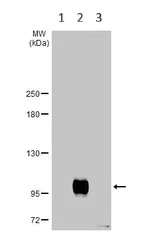 Western blot - Anti-Bcl6 antibody (AB272859)