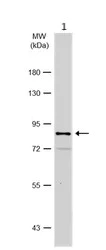 Western blot - Anti-Bcl6 antibody (AB272859)