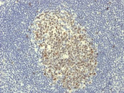 Immunohistochemistry (Formalin/PFA-fixed paraffin-embedded sections) - Anti-Bcl6 antibody [BCL6/1951R] - BSA and Azide free (AB237896)