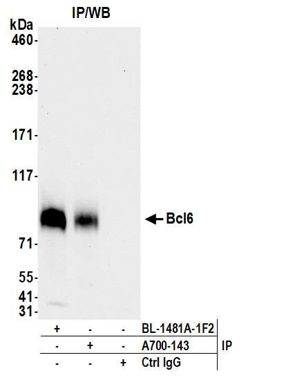 Immunoprecipitation - Anti-Bcl6 antibody [BLR143H] - BSA free (AB314099), expandable thumbnail