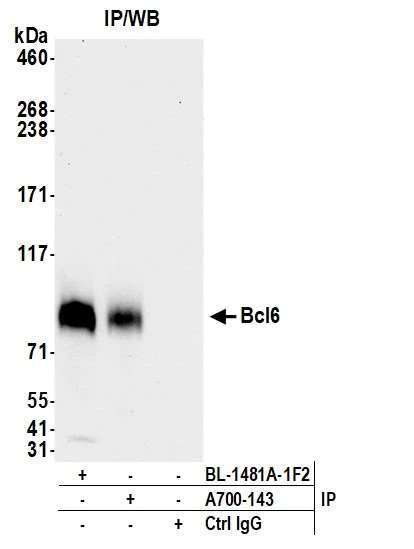 Immunoprecipitation - Anti-Bcl6 antibody [BLR143H] - BSA free (AB314099)