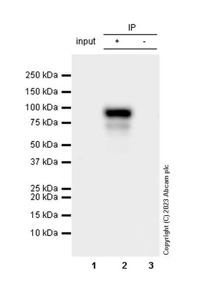 Immunoprecipitation - Anti-Bcl6 antibody [EP529Y] (AB33901)