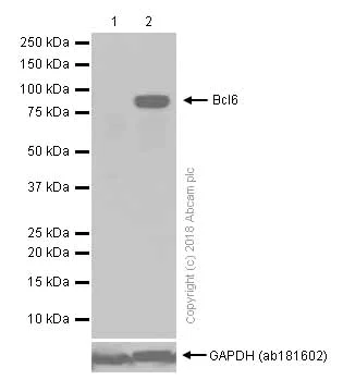 Western blot - Anti-Bcl6 antibody [EP529Y] (AB33901)