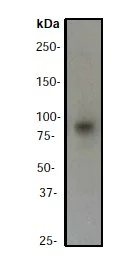 Western blot - Anti-Bcl6 antibody [EP529Y] (AB33901)