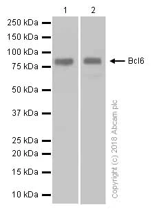 Western blot - Anti-Bcl6 antibody [EP529Y] - BSA and Azide free (AB240925)