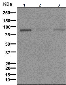 Western blot - Anti-Bcl6 antibody [EPR11410-43] (AB172610), expandable thumbnail