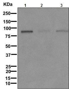 Western blot - Anti-Bcl6 antibody [EPR11410-43] - BSA and Azide free (AB249707)