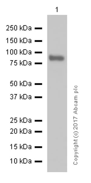 Western blot - Anti-Bcl6 antibody [EPR11410-43] - BSA and Azide free (AB249707)