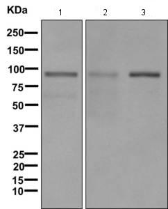 Western blot - Anti-Bcl6 antibody [EPR11410] (AB171967), expandable thumbnail